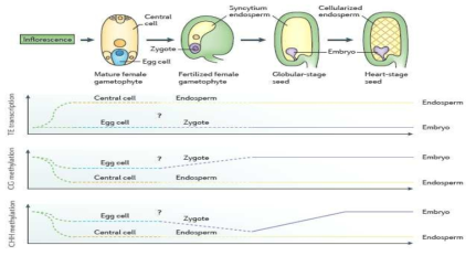 배형성과정(embryogenesis)에서 후성유전학적 역동성(Kawashima and Berger, 2014)