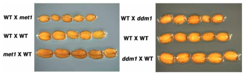 met1과 ddm1 돌연변이체에서 parent-of-origin effect에 의한 애기장대 종자 크기의 변화(Xiao et al., 2006)