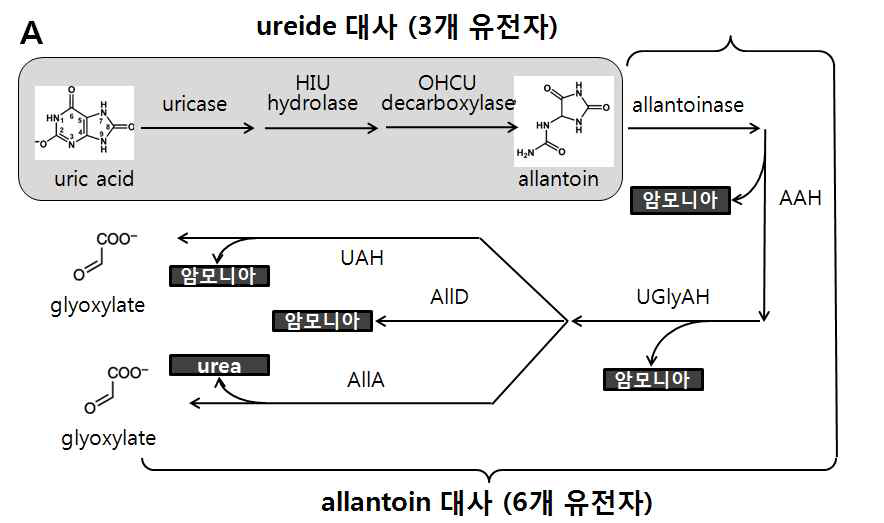 (A) Ureide 및 allantoin 대사에 관여하는 유전자 (B) 기존에 알려진 표현형의 변화 (HIU hydrolase 및 OHCU decarboxylase knock-out mutant) (Plant Cell (2004) 16, 2406)