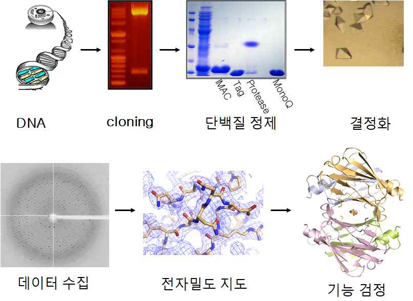 유전자의 단백질 분자구조 규명 및 기능검정을 위한 추진체계