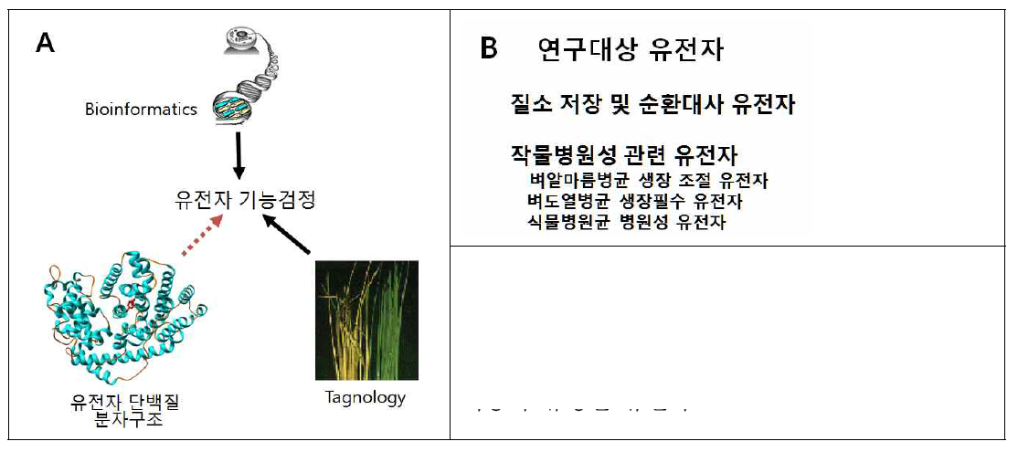 본 연구개발에서 제안하고 있는 (A) 단백질 분자구조 규명을 통한 유용유전자 기능 연구 접근방법 (B) 본 연구사업을 통하여 기능이 규명된 유전자