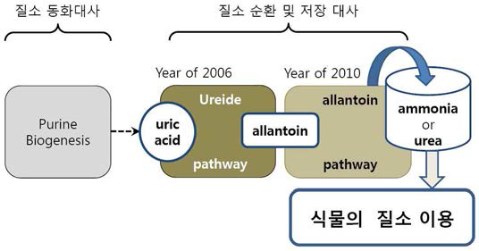 요산(uric acid)의 생성 및 질소의 저장·순환대사과정