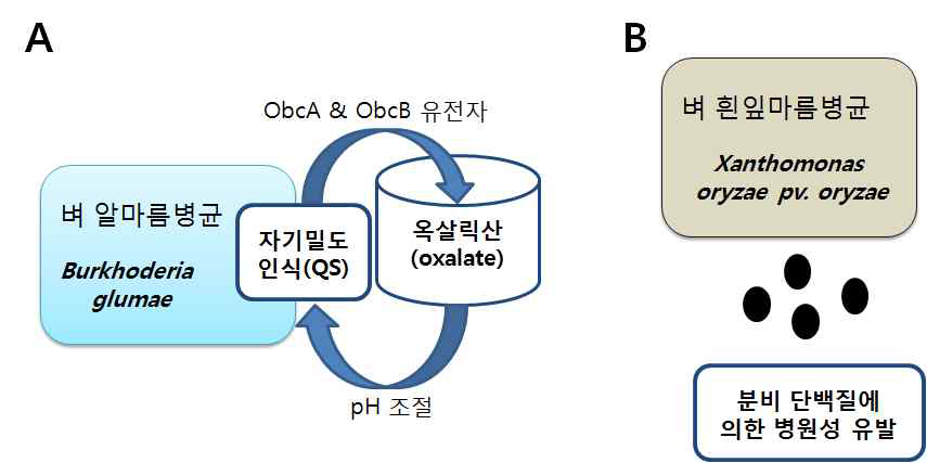 (A) 벼알마름병균 및 (B) 벼흰잎마름병균의 병원성 작용모드