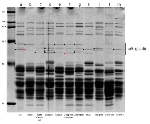 Gli-B1 유전자좌별 표준 품종의 SDS-PAGE 패턴 분석