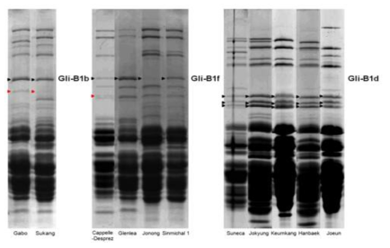 국내 밀 품종 중 Gli-B1b, Gli-B1f, Gli-B1d 유전자 좌 확인