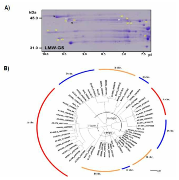 LMW-GS 단백질 동정 결과와 기존 문헌의 단백질들과의 근연관계 분석 및 염색체 assignment 결과