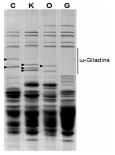 돌연변이와 부모 품종의 글리아딘 분획의 SDS-PAGE 비교. 돌연변이체에서 저장단백질 B의의 결손을 확인 하였다. K 금강, O 올그루 부모 품종 G; 돌연변이체