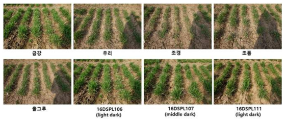 Plot test of purple wheat lines and Korean wheat cultivars (‘15- ‘16,Deokso)