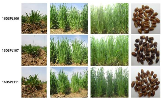 Plot test of purple wheat lines (‘15- ‘16, Deokso)
