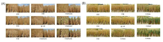 Plot test of purple wheat lines (A) ‘16- ‘17, on 3. June, Deokso, (B) ‘16- ‘17, on 31. May, Jeongeup