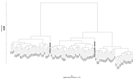 Phylogenic analysis of color wheat population by genotyping