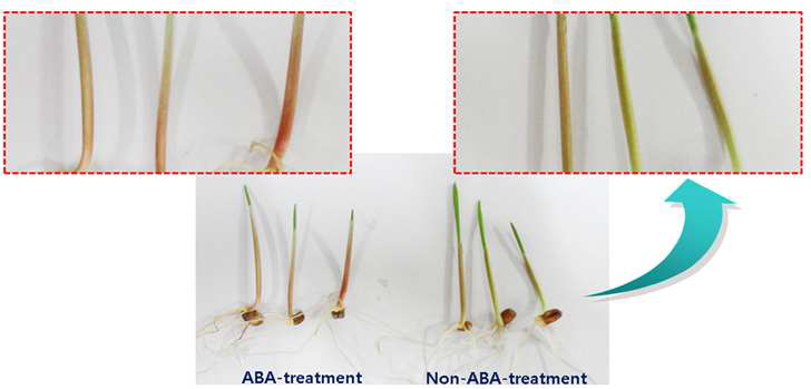 ABA/non-ABA treatment on dark purple wheat