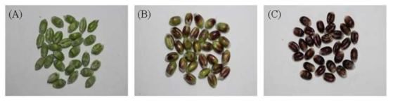 Three different grain development stages of colored-seed wheat used in this study. (A) DAF 10 (stage 1), (B) DAF 20 (stage 2), (C) DAF 30 (stage 3)