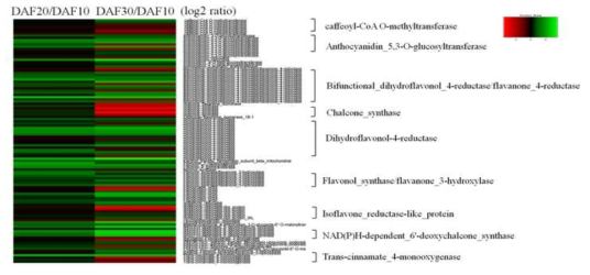 (A) Expression patterns of flavonoid biosynthesis pathway genes in RNAseq analysis. Gene family and/or homeologous genes that annotated identical gene name were together to compare expression pattern with in them