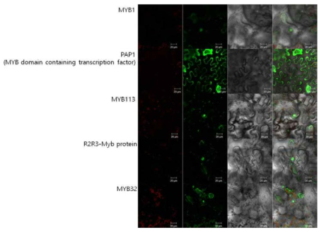 Subcellular localization of Tamyb32. Tobacco epidermis cells were infiltrated with Agrobacterium tumefaciens containing a binary vector with the 35S promoter and GFP fusion protein