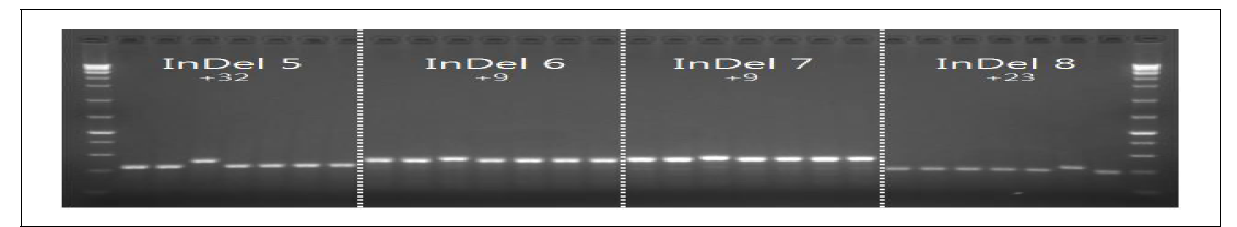 제작된 primer를 차세대 염기서열 분석한 당귀 7자원에 적용한 전기영동한 결과