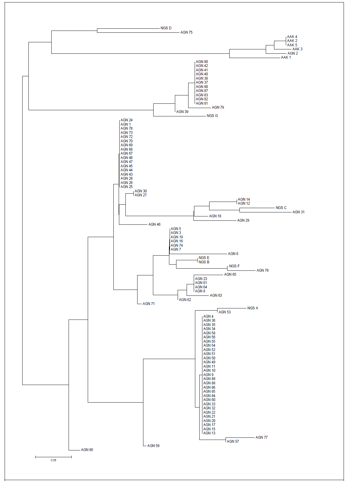 MEGA에 의해 구성된 당귀 자원의 phylogenetic tree 결과