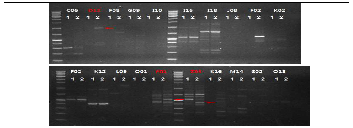 비추대 DNA pool 특이적인 증폭을 보이는 3개의 RAPD 마커 선발