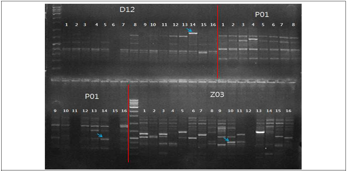 비추대 DNA pool 특이적인 증폭을 보이는 3개의 RAPD 마커 선발