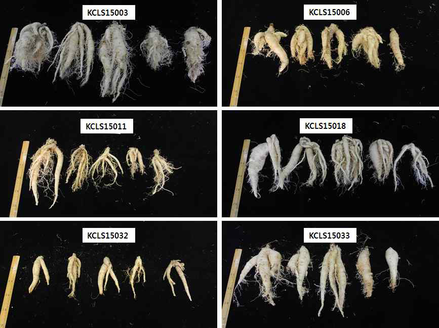 더덕 우량계통 선발을 위한 뿌리 생육관찰