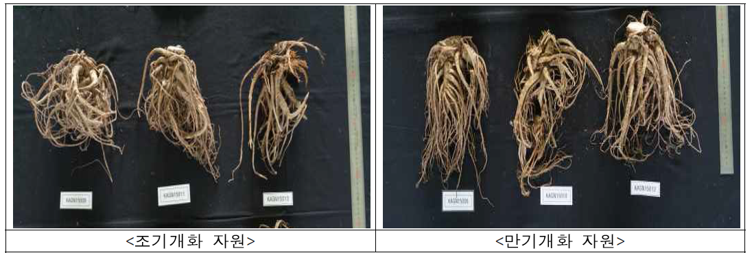 조기개화 및 만기개화 계통의 뿌리 비교