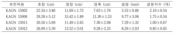 2017년 3차년도 당귀 선발 자원의 지상부 생육특성