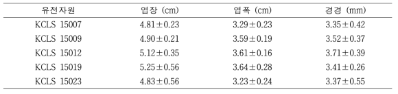 2017년 3차년도 당귀 선발 자원의 지상부 생육특성