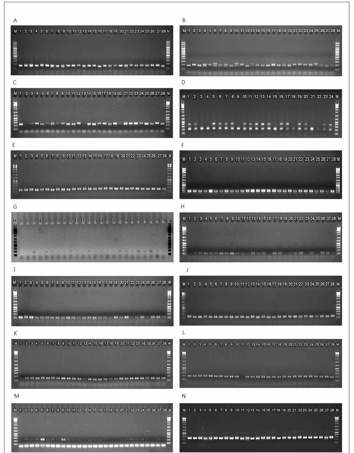 기존 개발되어진 SSR 마커의 적용 예. 14개 SSR 마커에서 싱글밴드 증폭. A:CLSSR-1, B:CLSSR-2, C:CLSSR-4, D:CLSSR-5, E:CLSSR-6, F:CLSSR-7, G:CLSSR-9, H:CLSSR-10. I:CLSSR-11, J:CLSSR-12, K:CLSSR-13, L:CLSSR-14, M:CLSSR-15, N:CLSSR-16