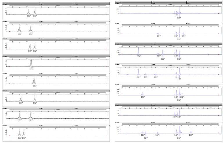 더덕 SSR 마커의 GeneScan분석. 좌; CLSSR-15 우; CLSSR-16