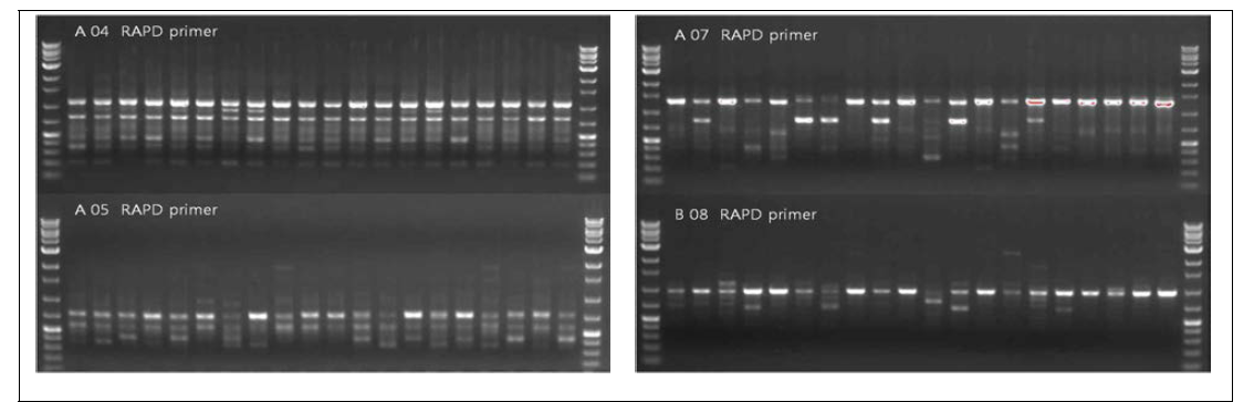 더덕 RAPD 수행 전기영동 결과. OPA04, OPA05, OPA07, OPB08