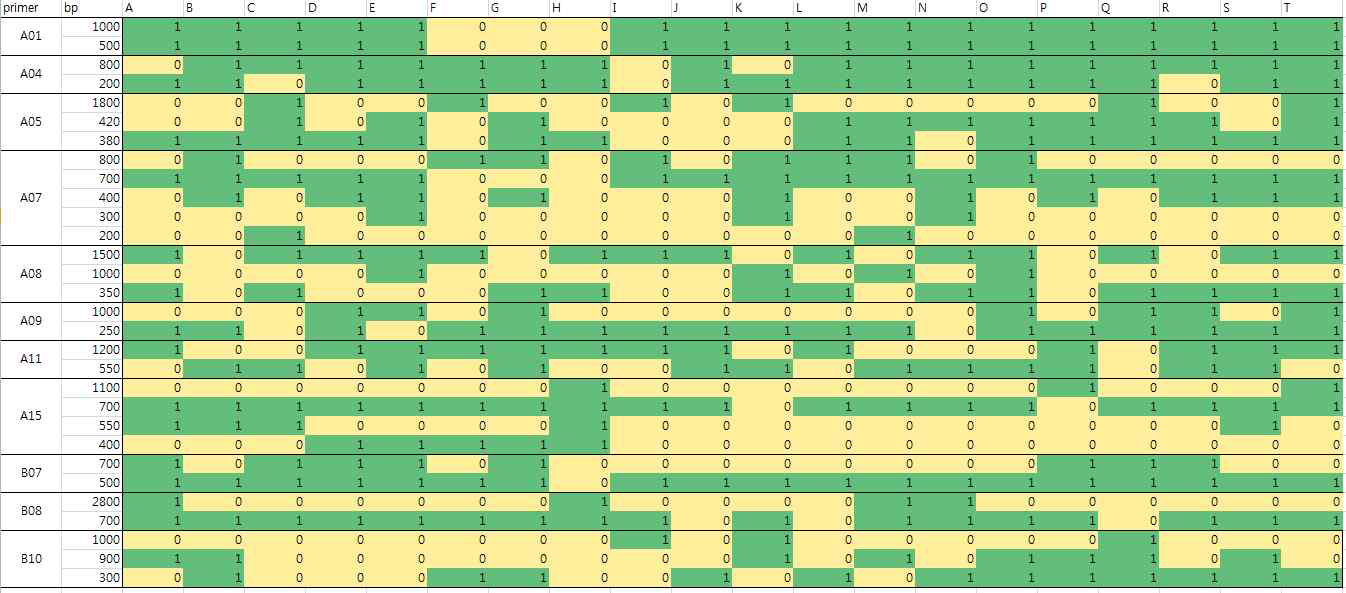 더덕 RAPD 수행 결과의 data set 작성