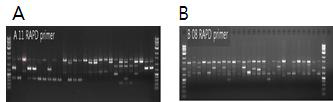 참당귀의 RAPD 수행 전기영동 결과의 예. A: OPA11, B: OPB08