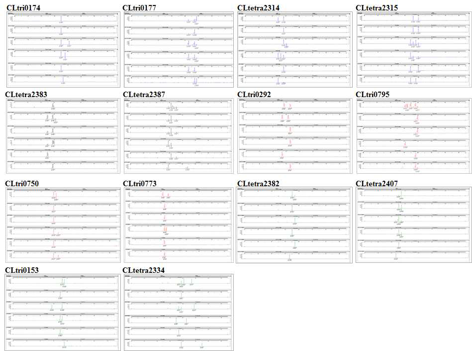 선발된 14개 프라이머를 더덕 6개체에 적용하여 genotyping 한 예