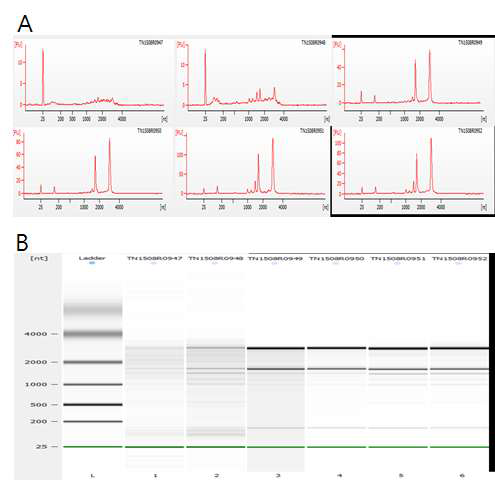 RNA-seq을 수행하기 위한 QC검정. A. Bioanalyzer QC 검정, B. total RNA 전기 영동