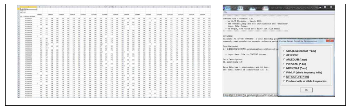 더덕 유전자원 집단구조 분석을 위해 convert program을 이용한 데이터 세트 작성