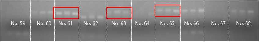 3~4개의 당귀 자원의 DNA에 EST-SSR 마커 후보군들을 screening한 전기영동 결과. red box : 다형성을 보이는 EST-SSR 마커 후보군