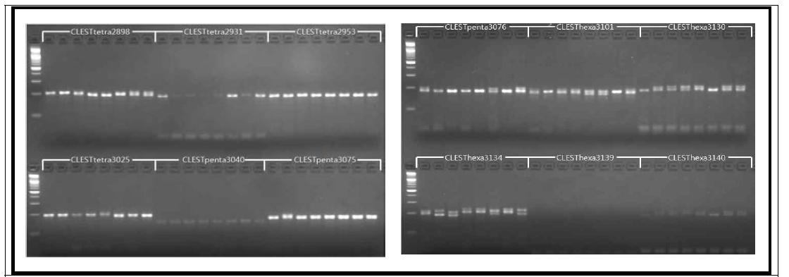 72개의 EST-SSR 마커 후보군을 8개의 더덕에 적용한 gel electrophoresis 결과