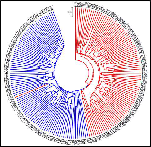 우량계통과 대조군에 31개의 EST-SSR 마커를 적용하여 MEGA program을 이용하여 작성 phylogenetic tree. red=우량계통; blue=대조군