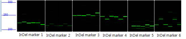 차세대 염기서열 분석을 수행한 더덕에 InDel 마커 적용
