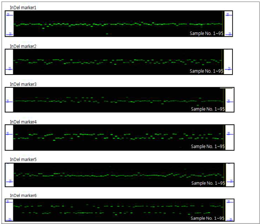 더덕 95자원에 InDel 마커를 적용한 fragment analyzer 결과