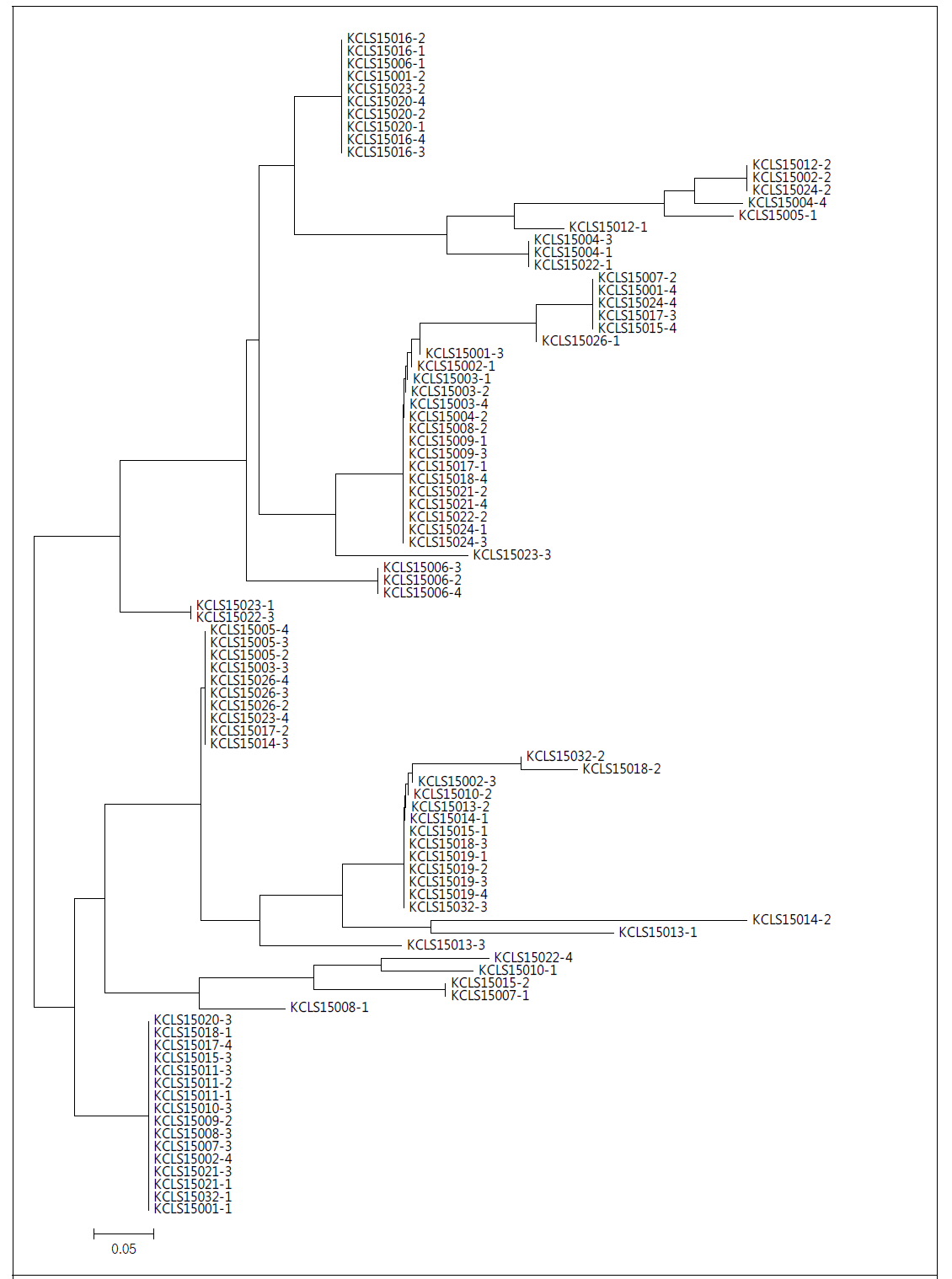 더덕 95자원의 유전적 다양성을 분석한 phylogenetic tree 결과