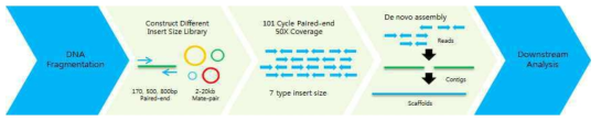 Genome assembly 과정