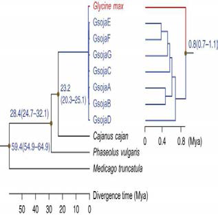 야생콩과 재배콩 사이 의 phylogenetic tree