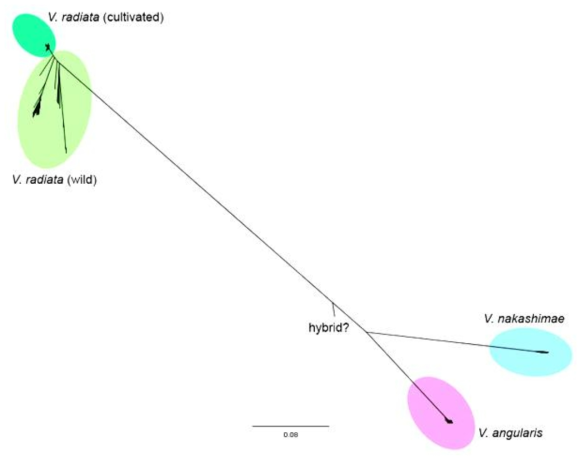 Phylogenetic relationship between the sequenced V. radiata, V. angularis, and V. nakashimae accessions