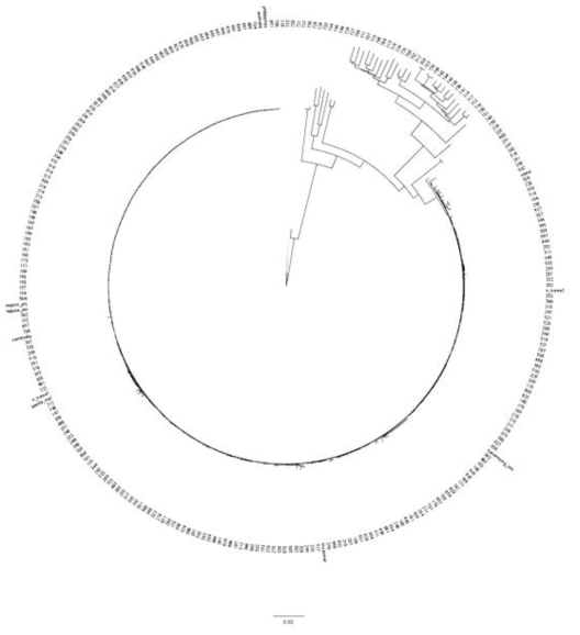 A neighbor-joining tree of mungbean accessions only. List of the names and identity of each accession is listed in table 3