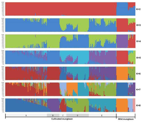 Population structure and admixture determined by faststructure when the accessions were grouped into 2 subpopulations (k=2) to 8 subpopulations (k=8). At k=8 the cultivated mungbean were divided into 5 subpopulations. The list of names and the origins of the accessions can be found in table 3