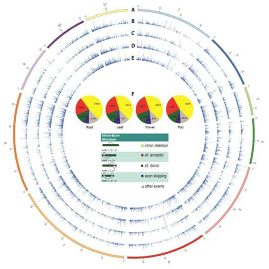 Types and chromosomal distribution of AS in four mung bean tissues. From outer ring to inner rings: (A) Size of the chromosomes in mega bases, (B) Histogram of AS number across the chromosomes in root, (C) leaf, (D) flower, and (E) pod tissues. (F) Proportions of each AS types across the four tissues as classified by ASTALAVISTA