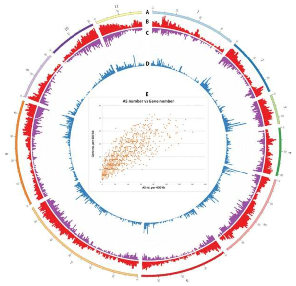 Correlation of AS number with gene number. From outer ring to inner ring: (A) Chromosome base coordinate in mega bases, (B) number of AS event in a 400,000 bp segment in the chromosomes, (C) number of genes in a 400,000 bp segment in the chromosomes, (D) Gene expression level in a 400,000 bp segment in the chromosome, and (E) A scatter plot of the relationship between gene number and AS number in a 400,000 bp chromosome segment