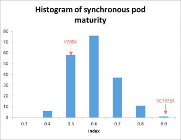 Historgram of synchronous maturity of pods