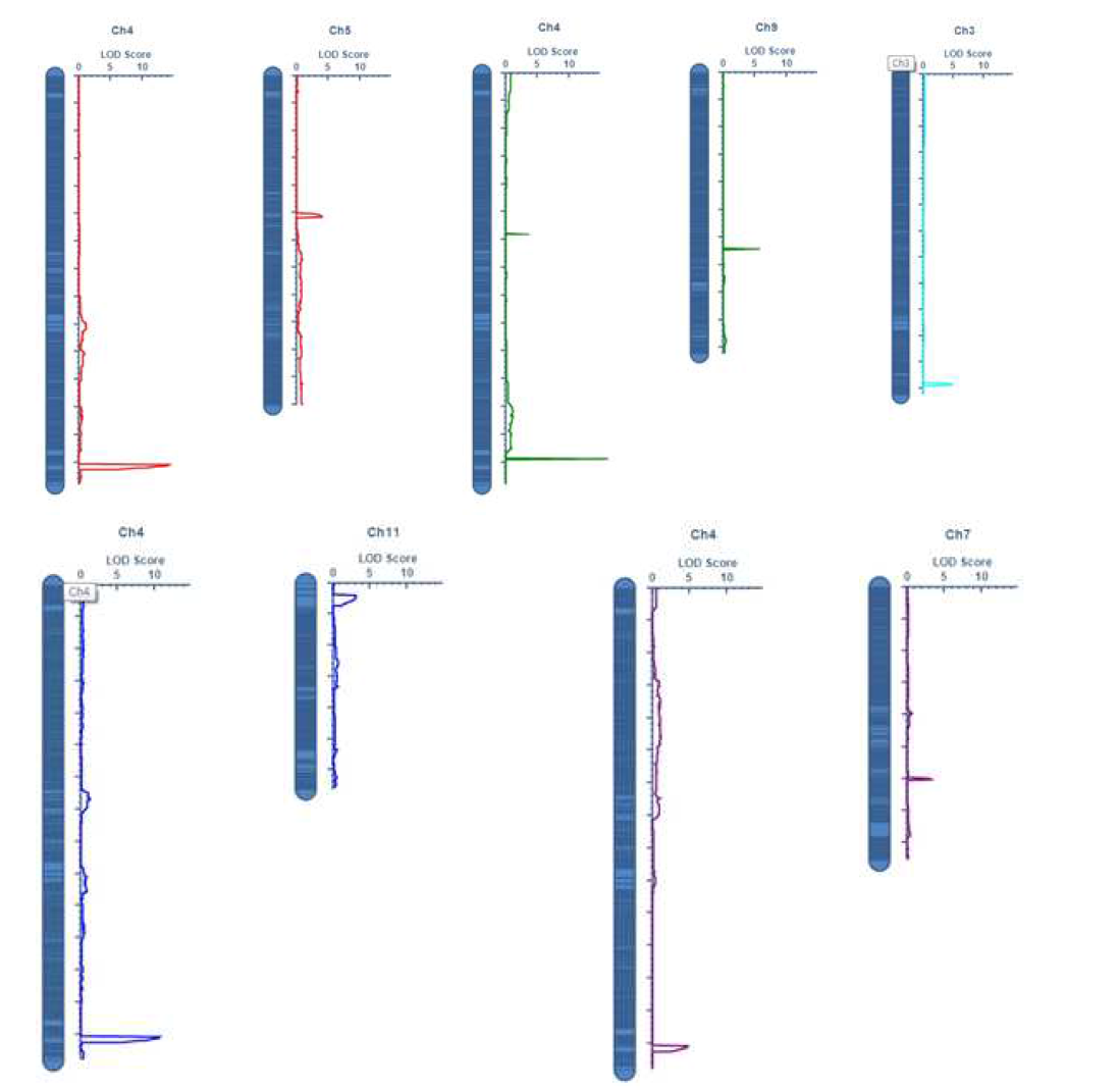 LOD scores of identified QTLS for Height(red), First flowering time(green), Number of branch(blue green), Number of node(blue), Synchronous maturity of pods(purple)